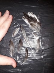 Calidris alpina
