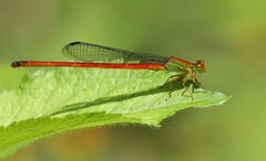 Ceriagrion bellona
