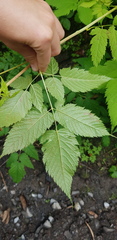 Aruncus dioicus