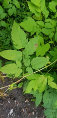 Aruncus dioicus