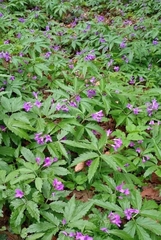 Cardamine glanduligera