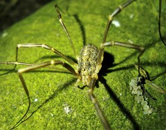 Opilio saxatilis