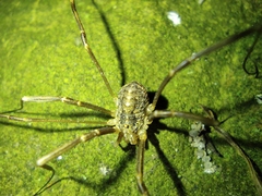 Opilio saxatilis