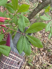 Aesculus pavia