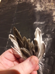 Calidris alpina