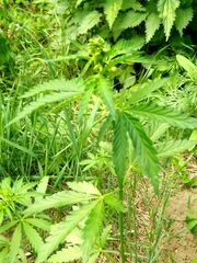 Cannabis sativa spontanea