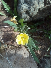 Oenothera primiveris