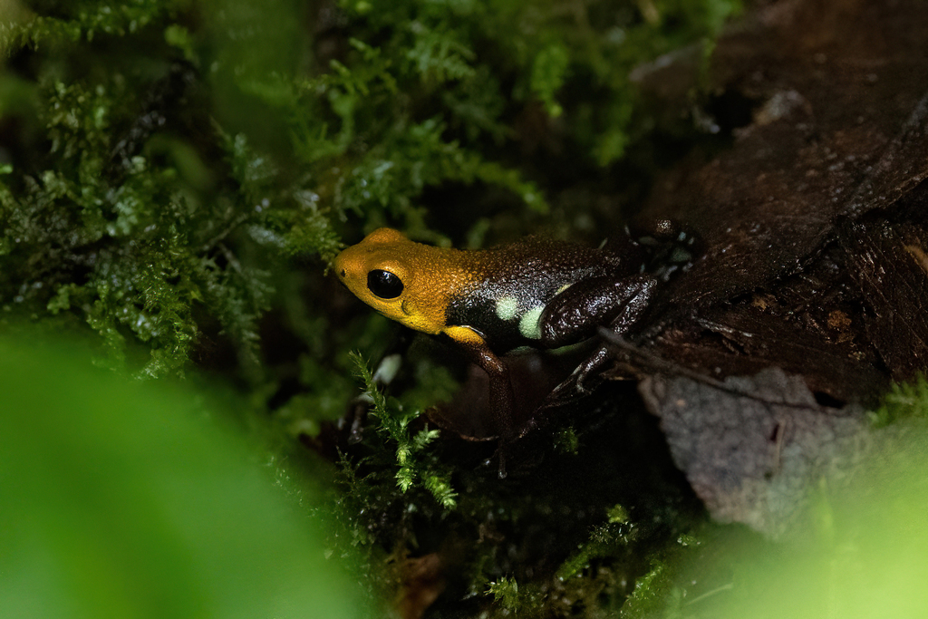Andinobates supata in November 2022 by thibaudaronson · iNaturalist