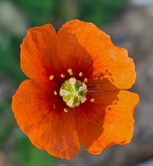 Papaver dubium