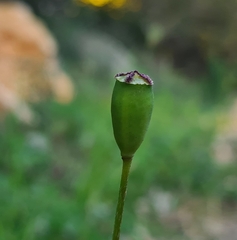 Papaver dubium