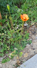 Papaver dubium