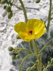 Arctomecon californica