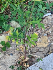 Papaver dubium