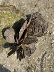 Isognomon alatus