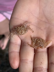 Pachygrapsus