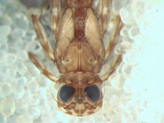 Epeorus vitreus