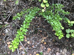 Pithecellobium keyense