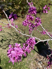 Cercis occidentalis