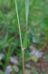 Aegilops geniculata
