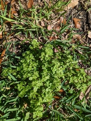 Parietaria floridana