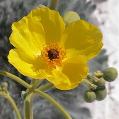 Arctomecon californica