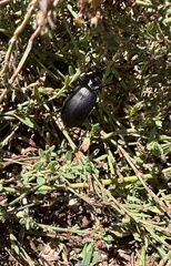 Calosoma vagans