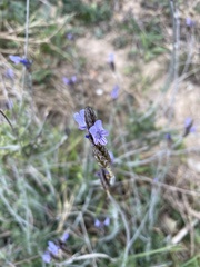 Lavandula multifida