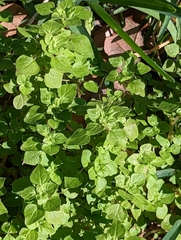 Parietaria floridana