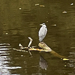 Ardea cinerea