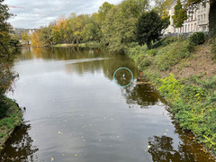 Ardea cinerea