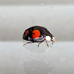 Harmonia axyridis
