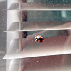Harmonia axyridis