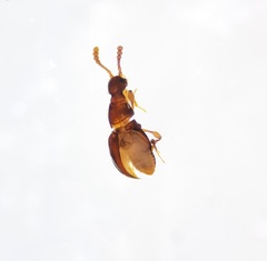 Scydmaeninae
