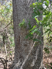 Enterolobium cyclocarpum