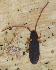 Uleiota planata