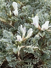 Astragalus tragacantha