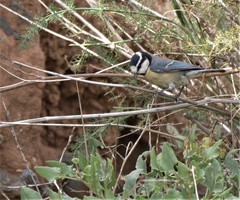 Cyanistes teneriffae