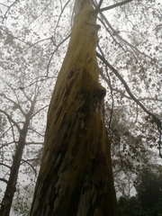 Platanus mexicana