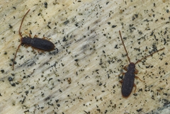 Uleiota planata