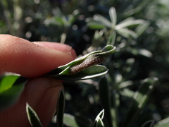 Dasineura lupinorum