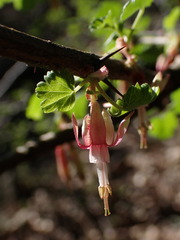 Ribes californicum