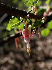 Ribes californicum
