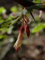 Ribes californicum