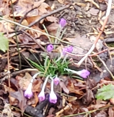 Crocus tommasinianus