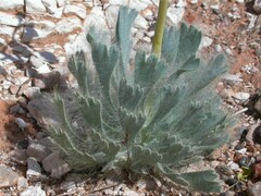 Arctomecon californica