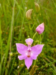 Calopogon oklahomensis