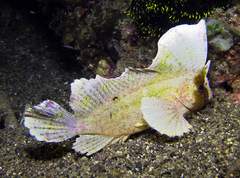 Ablabys macracanthus