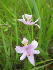 Calopogon oklahomensis