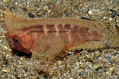 Ablabys macracanthus