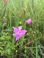 Calopogon oklahomensis